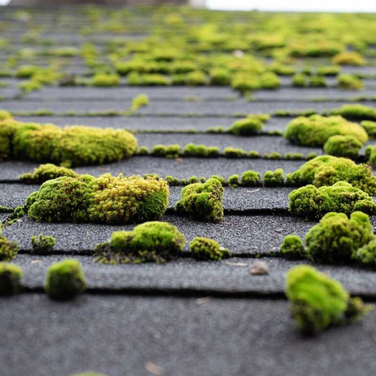 this roof has moss growing on it.