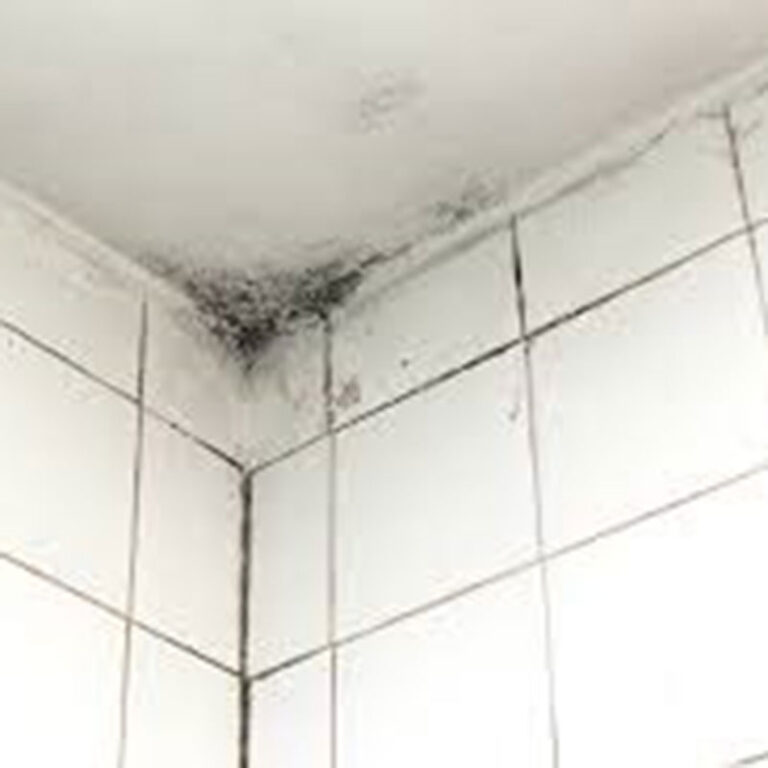 black mold in bathroom