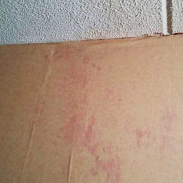 Talon-Enterprice-spring-and-summer-home-maintenance-checklist-pink-mold.jpg