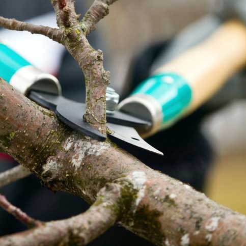Talon-Enterprise-Inc-Maintenance-Checklist-landscaping-tree-pruning.jpg